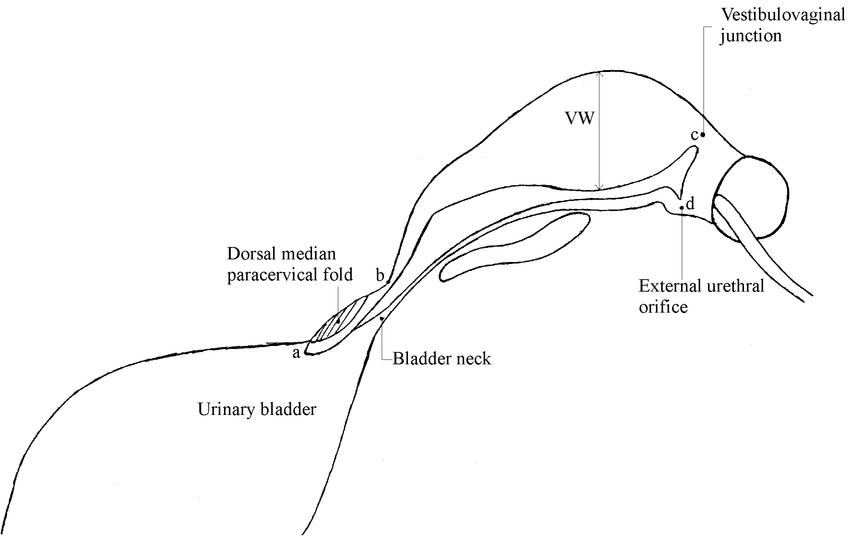 850x542 Drawing Of The Features Of Interest On A Vaginourethrogram - Bladder Drawing