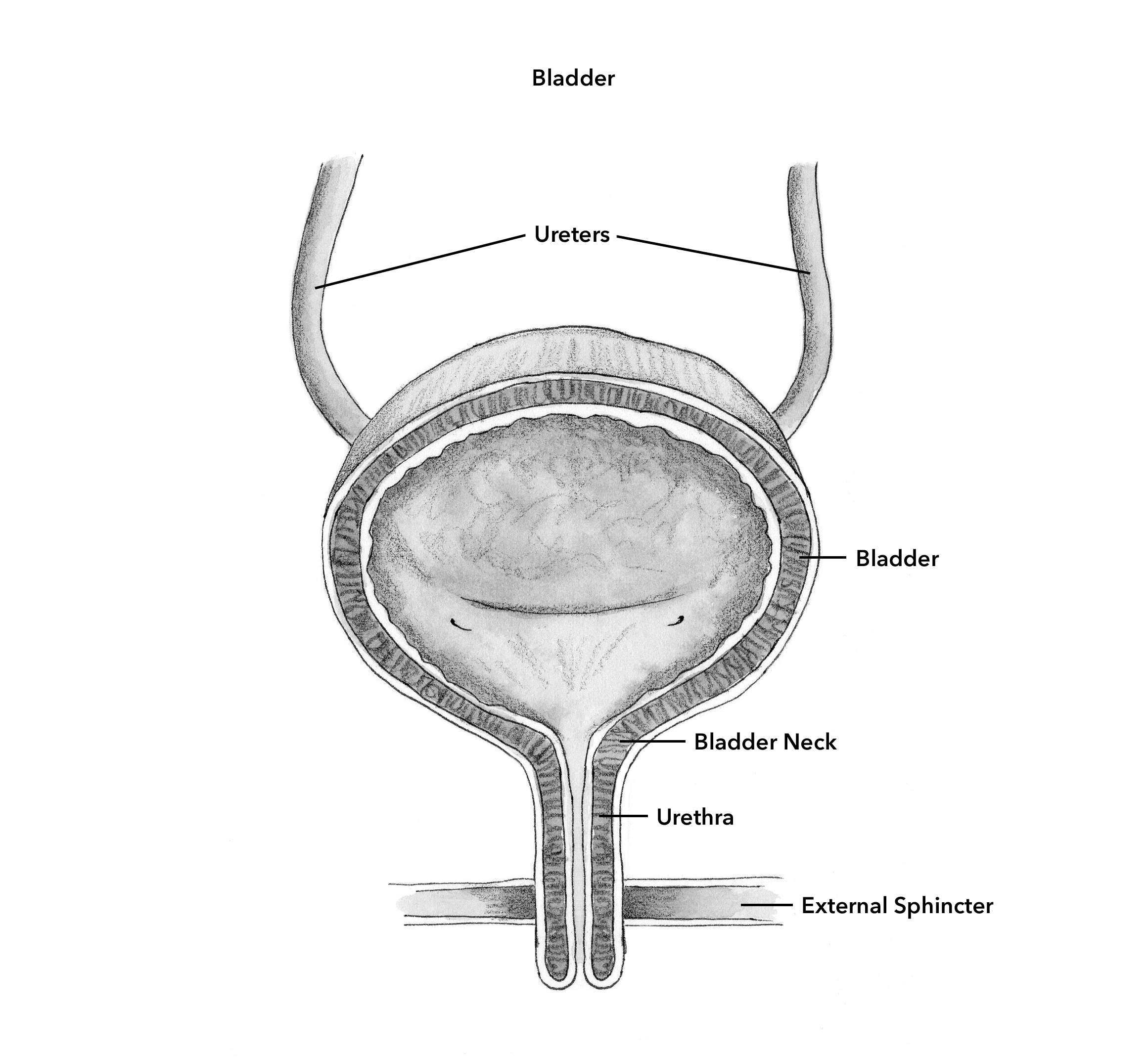 2321x2138 female bladder works our greatest wealth is health - Bladder Drawing