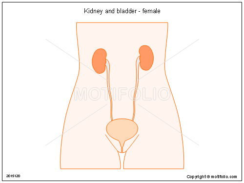 500x375 Kidney And Bladder - Bladder Drawing
