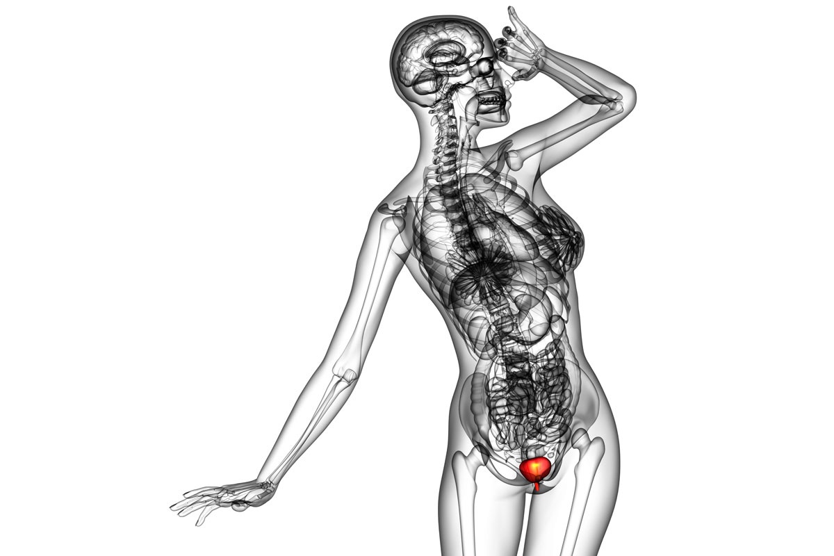 1200x800 mind over bladder the brain organ connection - Bladder Drawing