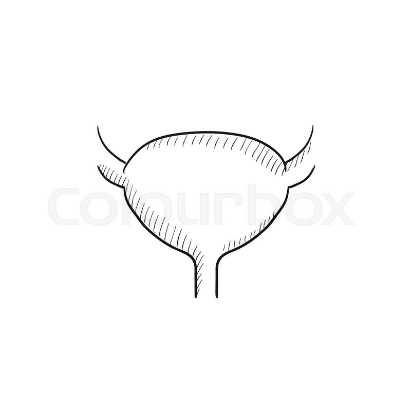 800x800 Urinary Bladder Vector Sketch Icon Stock Vector Colourbox - Bladder Drawing