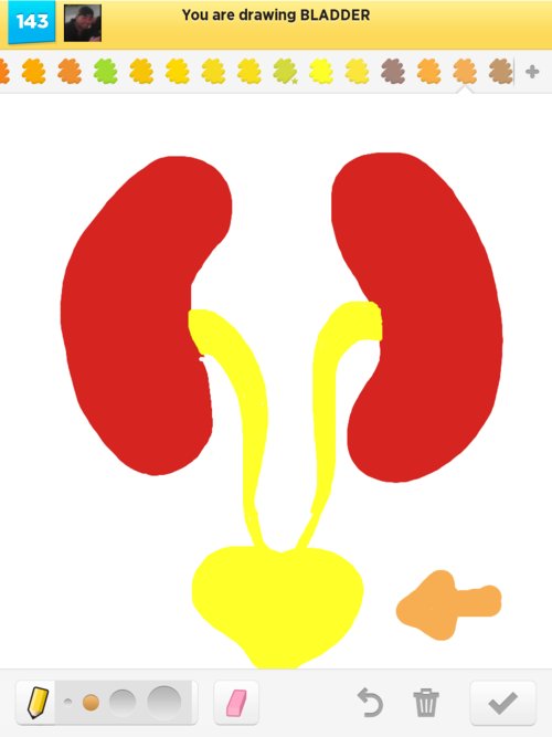 500x667 Bladder Drawings - Bladder Drawing