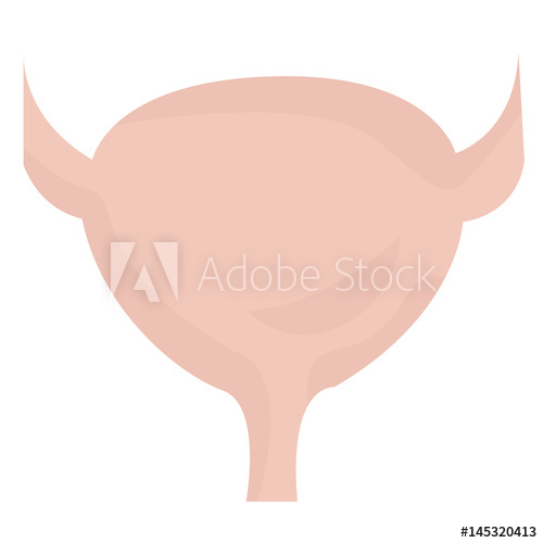 500x500 Bladder Anatomy Colorful Drawing On A White Background - Bladder Drawing