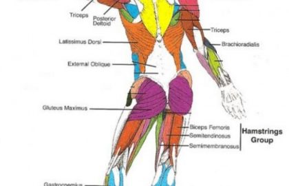 420x270 Diagram Of Human Body - Blank Drawing Of Human Body