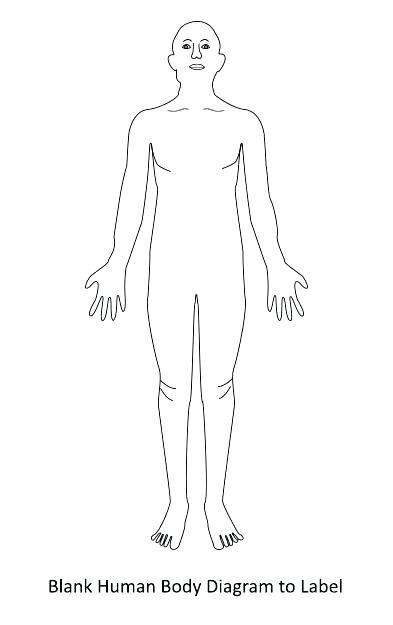 393x625 Human Body Drawing Outline At Free For Personal Outline - Blank Drawing Of Human Body