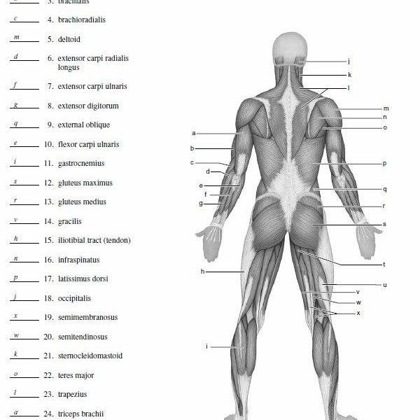 Blank Drawing Of Human Body At Paintingvalley Com Explore Collection Of Blank Drawing Of Human