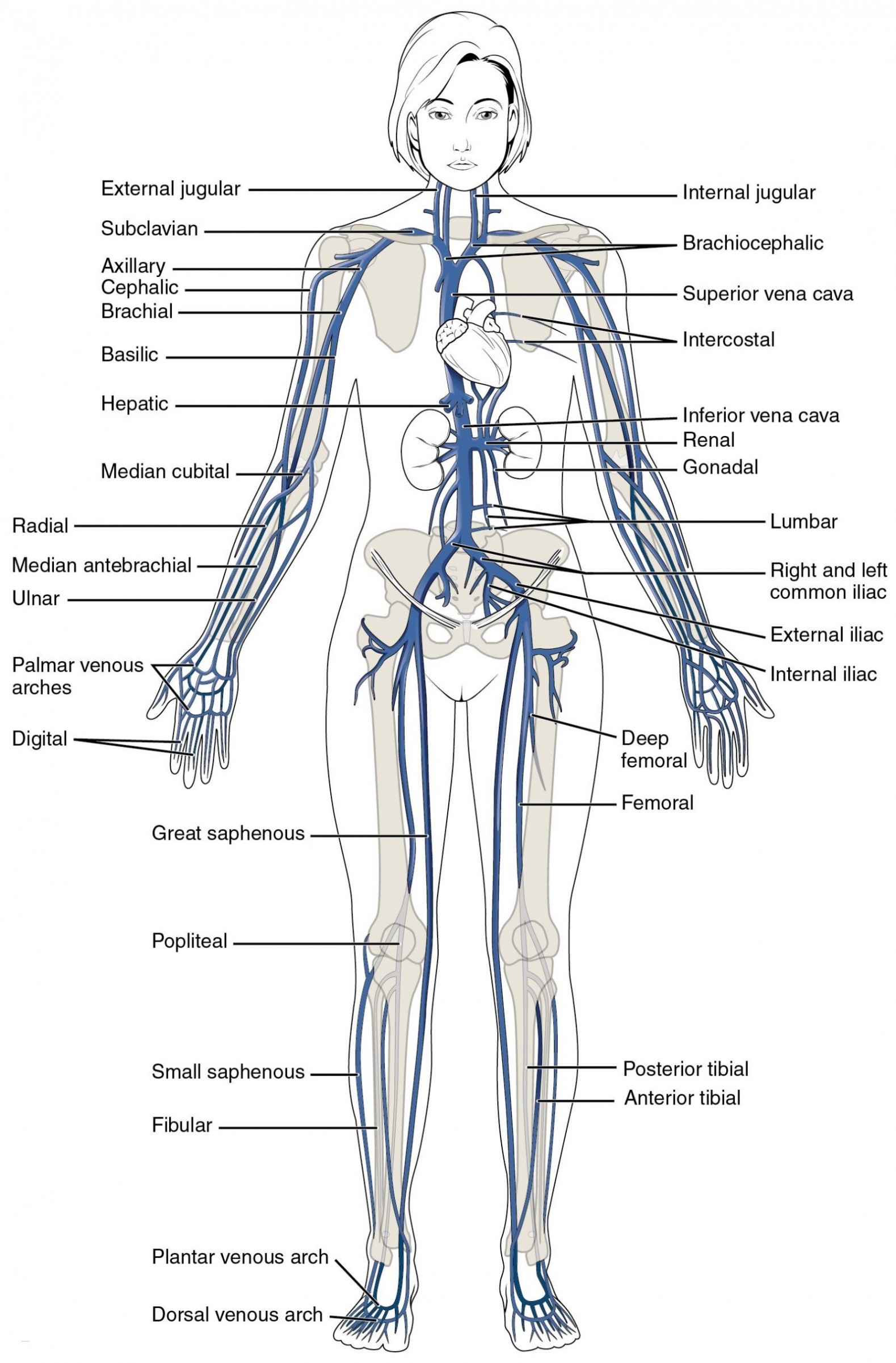 Body Diagram Blank