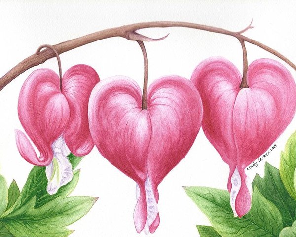 Bleeding Heart Drawing at PaintingValley.com | Explore collection of