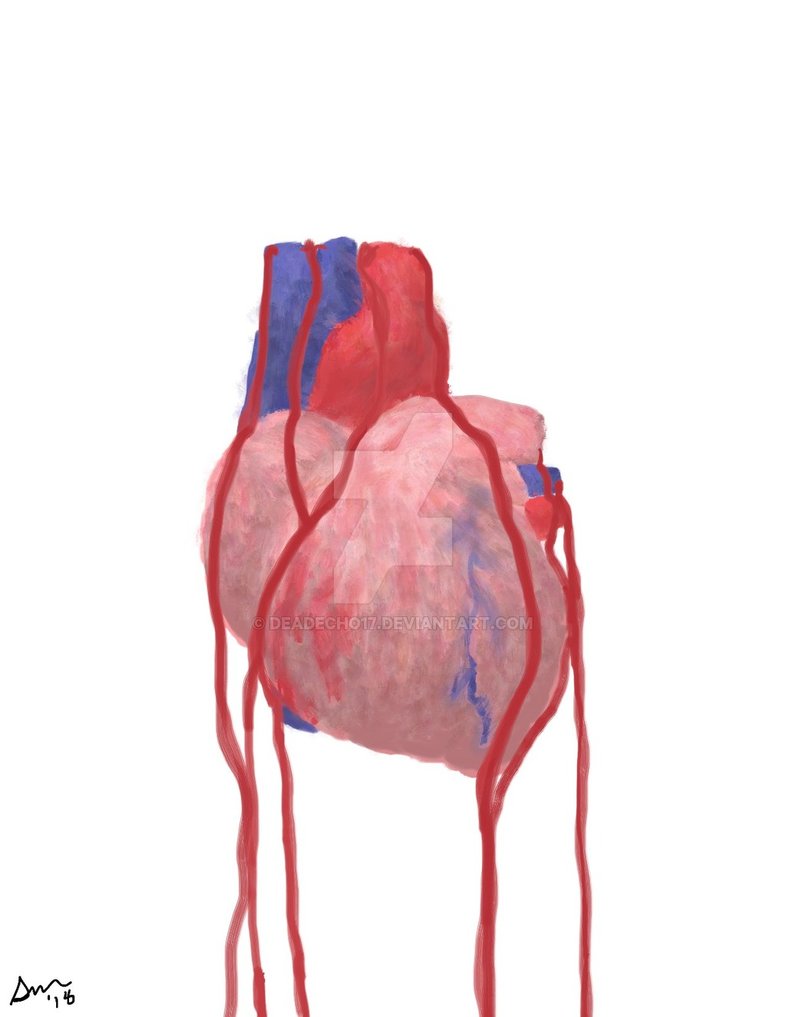 786x1017 Bleeding Heart - Bleeding Heart Drawing