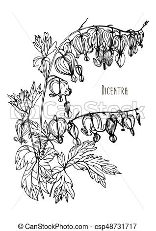 318x470 Bleeding Heart Flower Hand Drawn Black And White Vector - Bleeding Heart Drawing