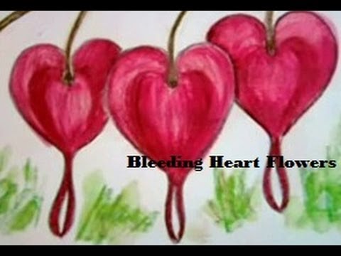 480x360 How To Draw A Bleeding Heart Flower And Color Them Colour - Bleeding Heart Drawing
