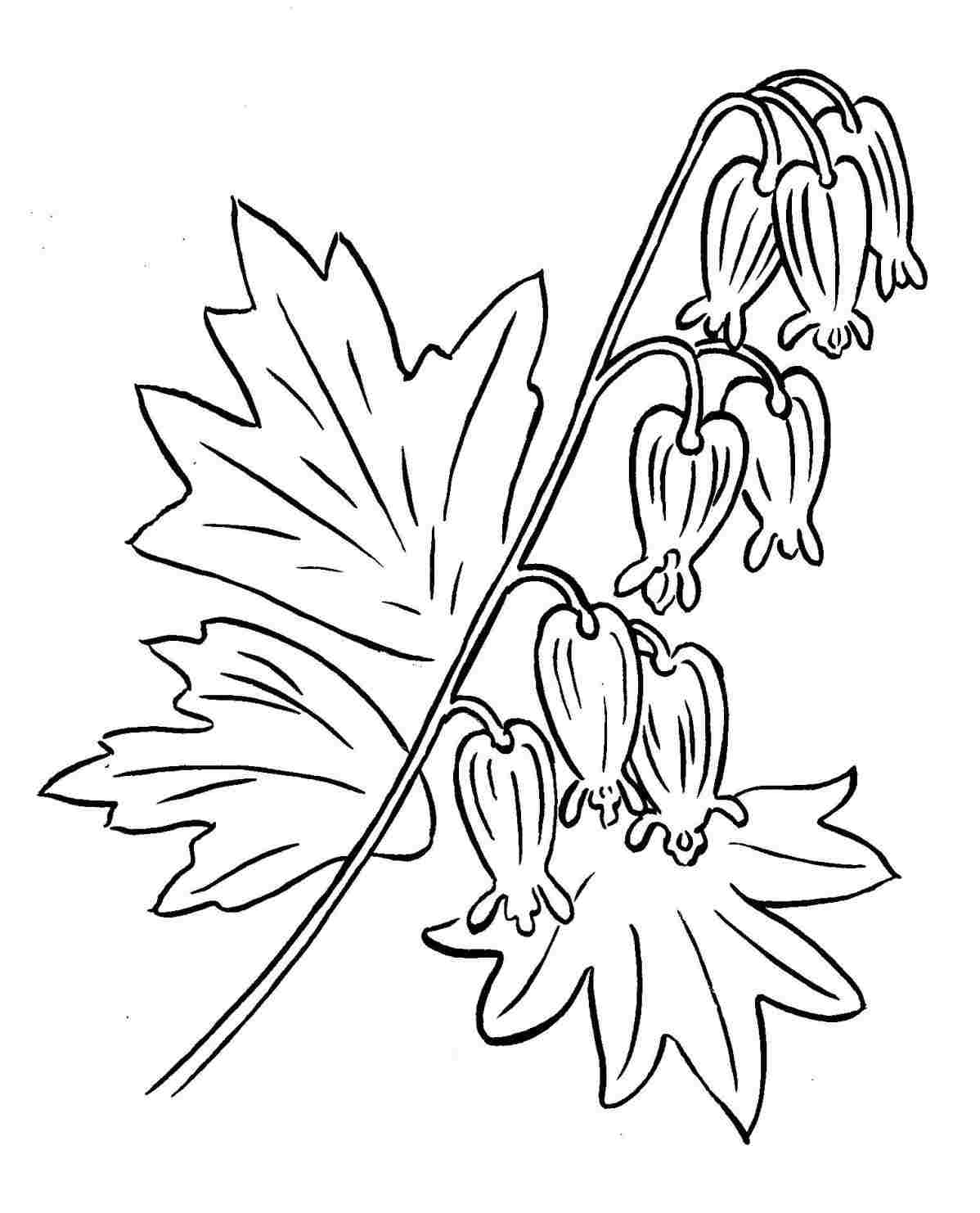 1198x1482 Bleeding Heart Drawing Flower - Bleeding Heart Drawing