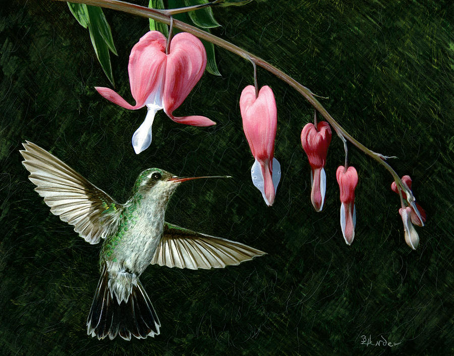 900x705 bleeding heart humming drawing - Bleeding Heart Flower Drawing