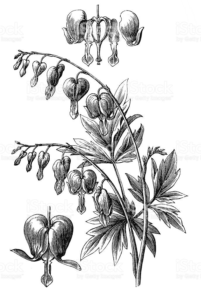 688x1024 drawing vine bleeding heart for free download - Bleeding Heart Flower Drawing