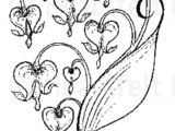 160x120 drawing of a bleeding heart troller us - Bleeding Heart Flower Drawing