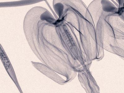 400x300 x ray of bleeding heart flowers photographic print - Bleeding Heart Flower Drawing