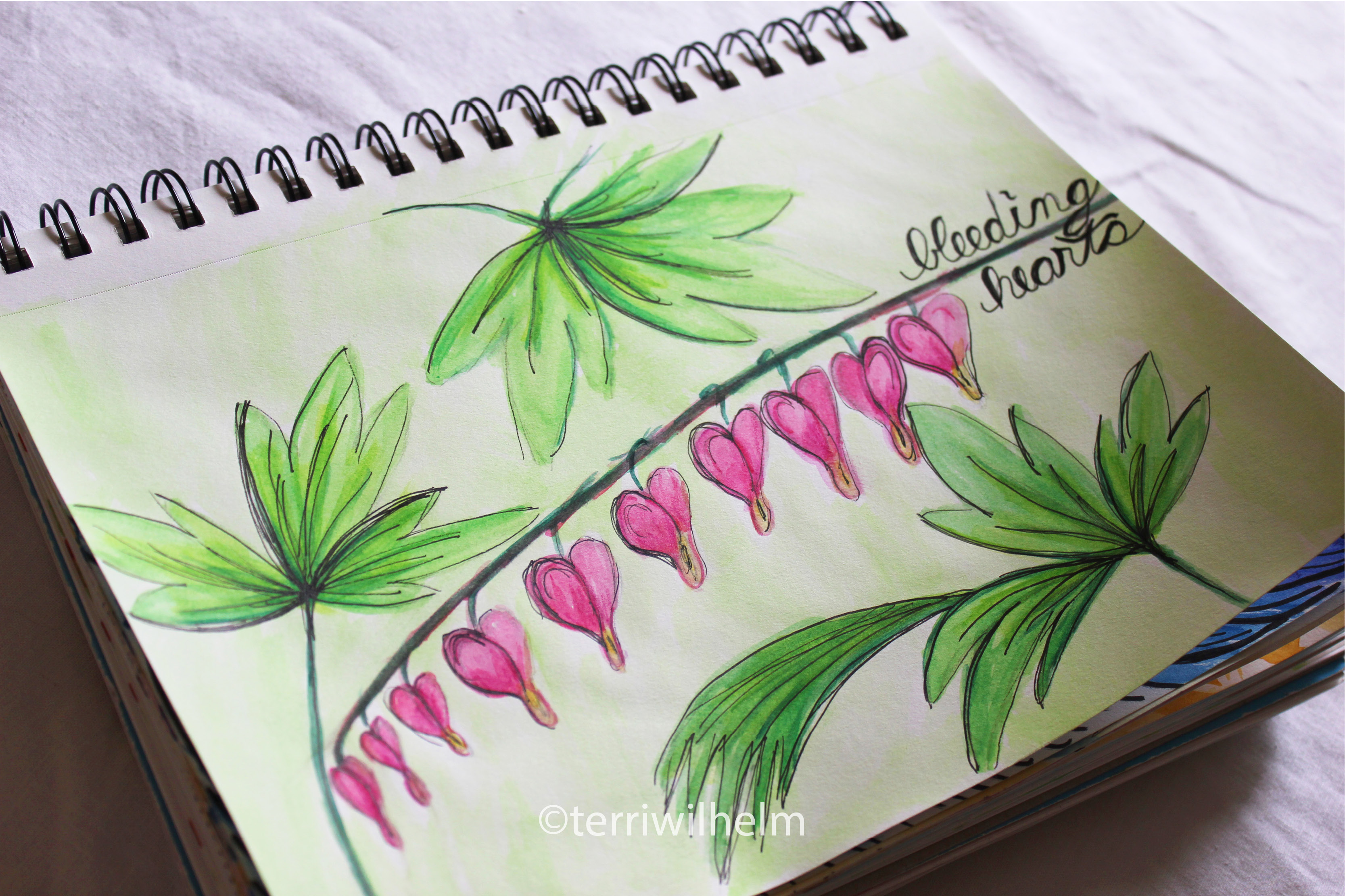 3334x2221 bleeding heart terri's notebook - Bleeding Heart Flower Drawing