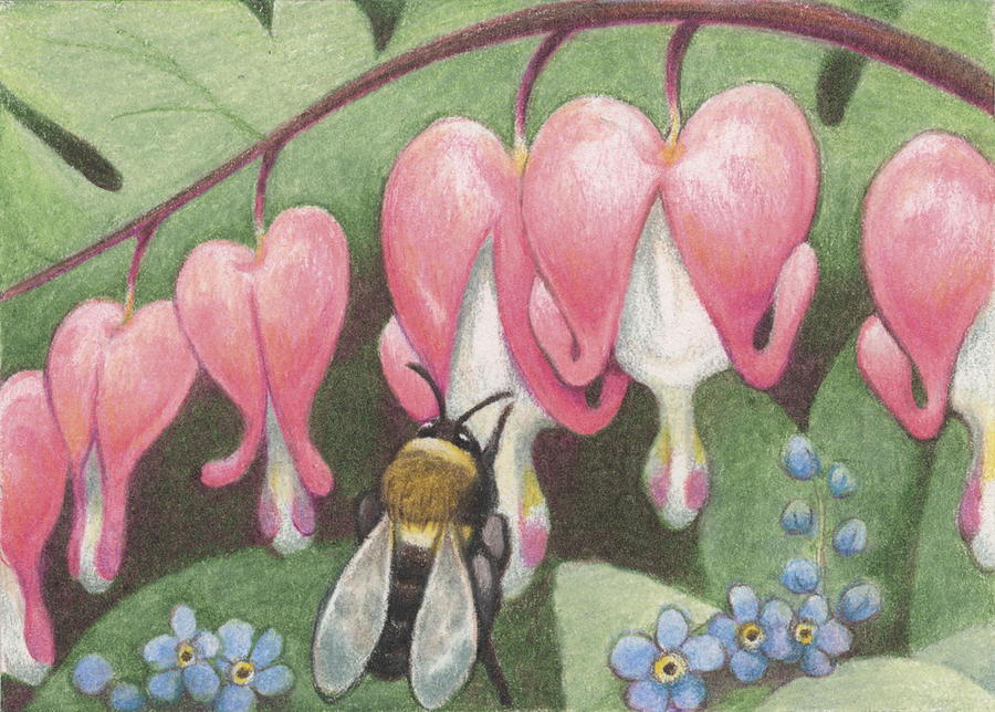 900x644 bee and bleeding heart drawing - Bleeding Heart Flower Drawing