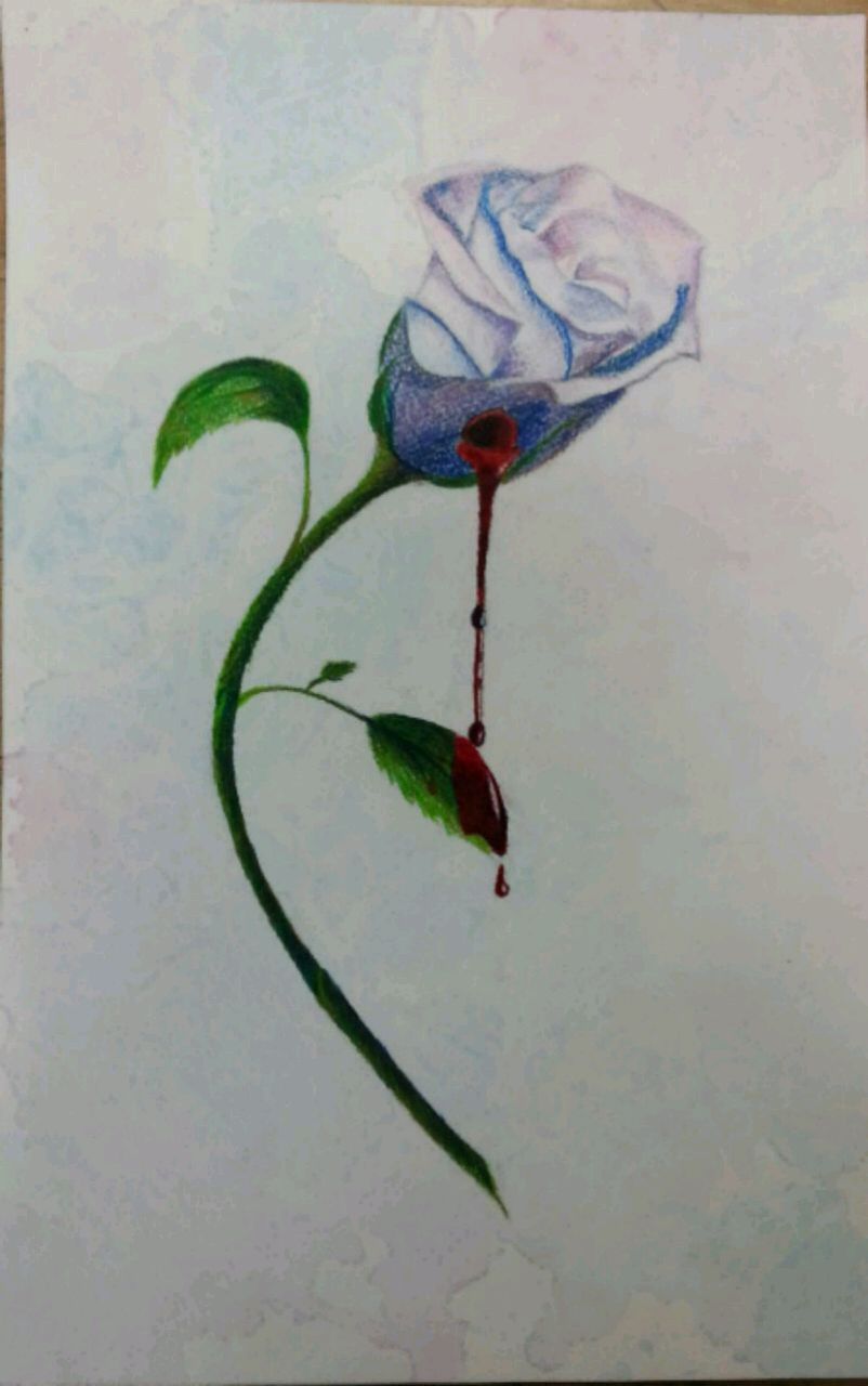802x1280 Bleeding Rose Drawing Vendre Elmhurst - Bleeding Rose Drawing