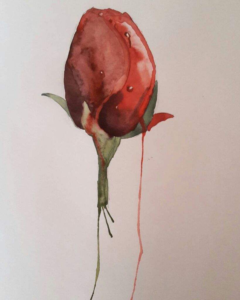 819x1024 The Bleeding Rose Indian Amino - Bleeding Rose Drawing