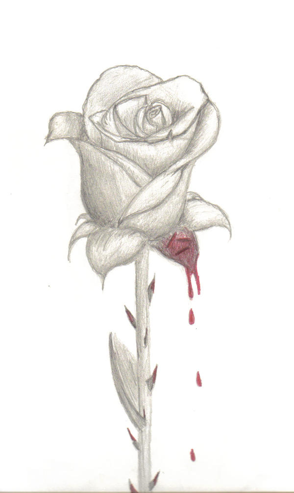 Bleeding Rose - Bleeding Rose Drawing. 