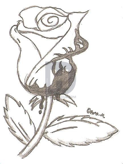 432x576 bleeding rose drawing - Bleeding Rose Drawing