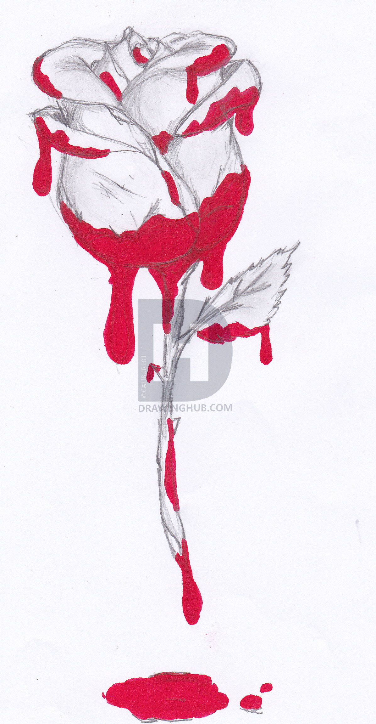 Bleeding Rose Drawing at Explore collection of