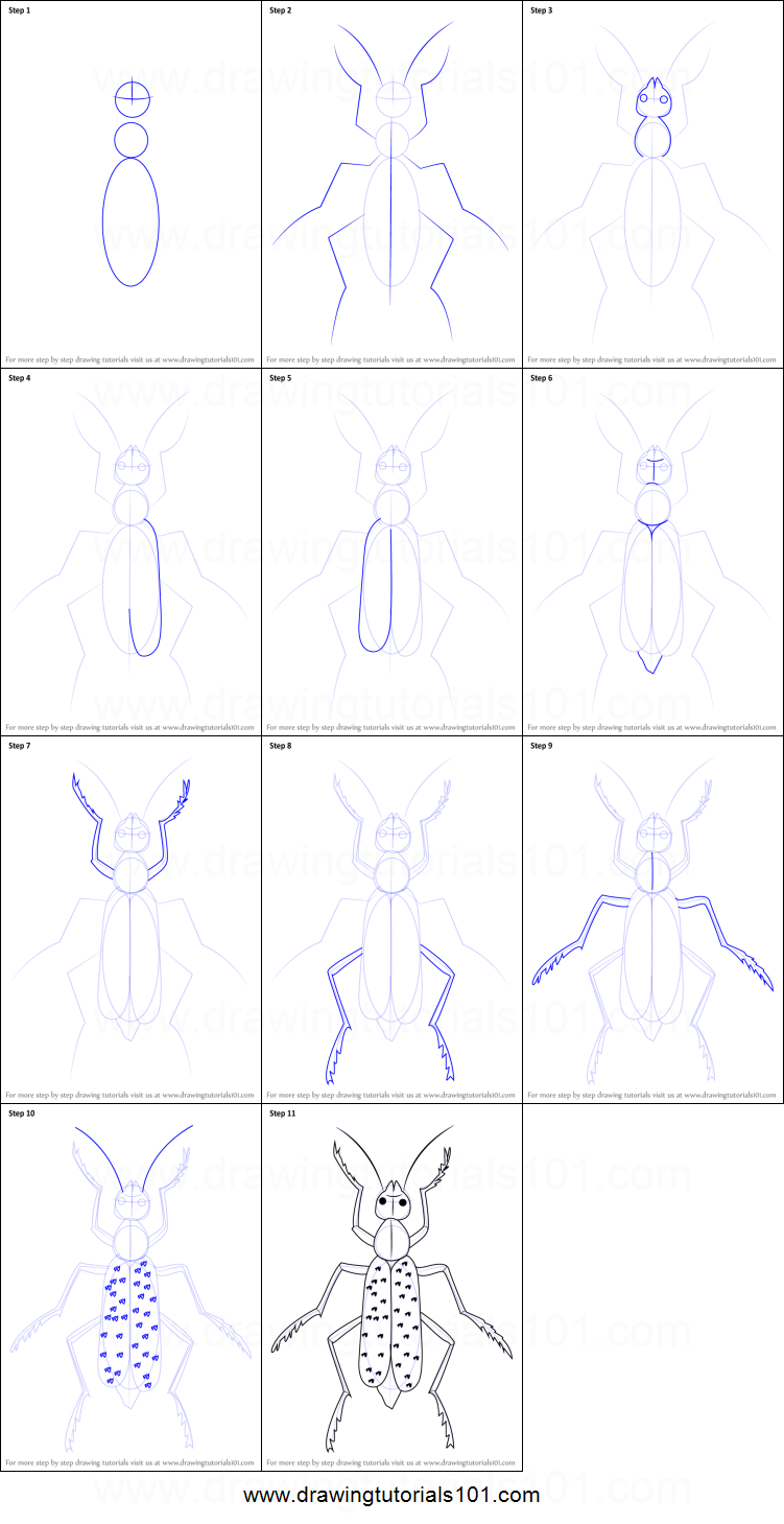 751x1459 How To Draw A Blister Beetle Printable Step - Blister Drawing