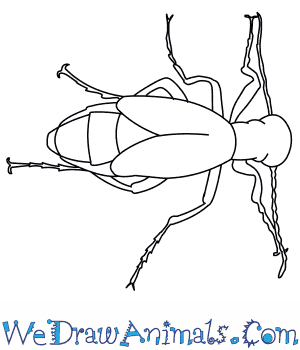 300x350 How To Draw A Blister Beetle - Blister Drawing