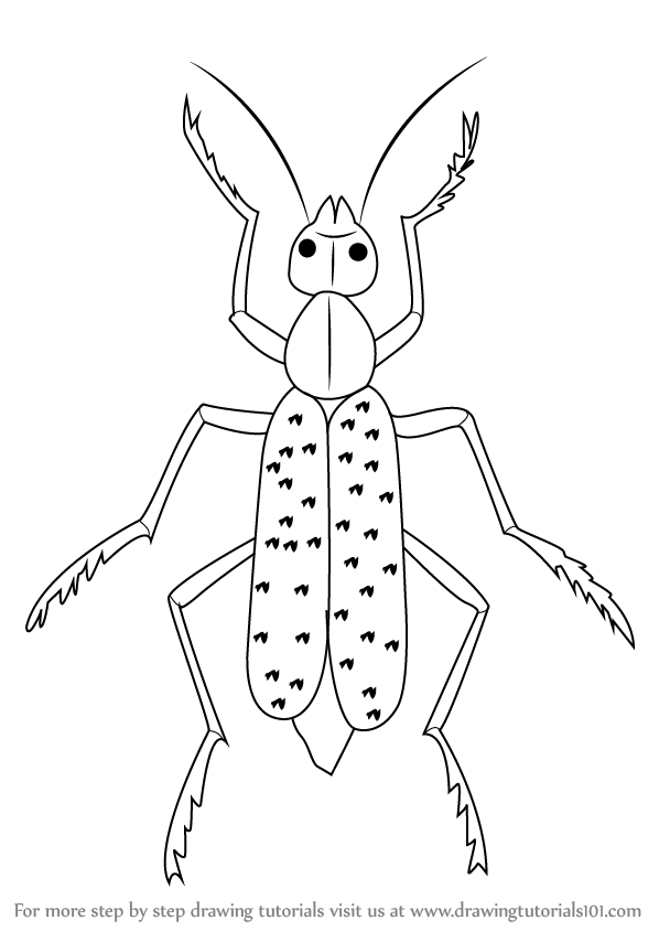 598x844 Learn How To Draw A Blister Beetle - Blister Drawing