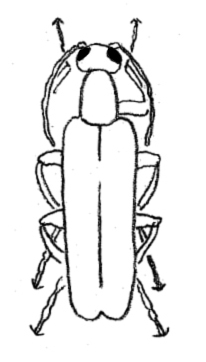 206x362 what are blister beetles - Blister Drawing
