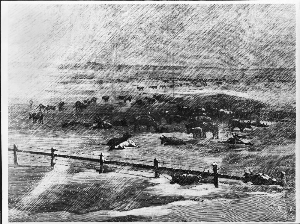 1000x748 Cattle In A Blizzard On The Plains - Blizzard Drawing