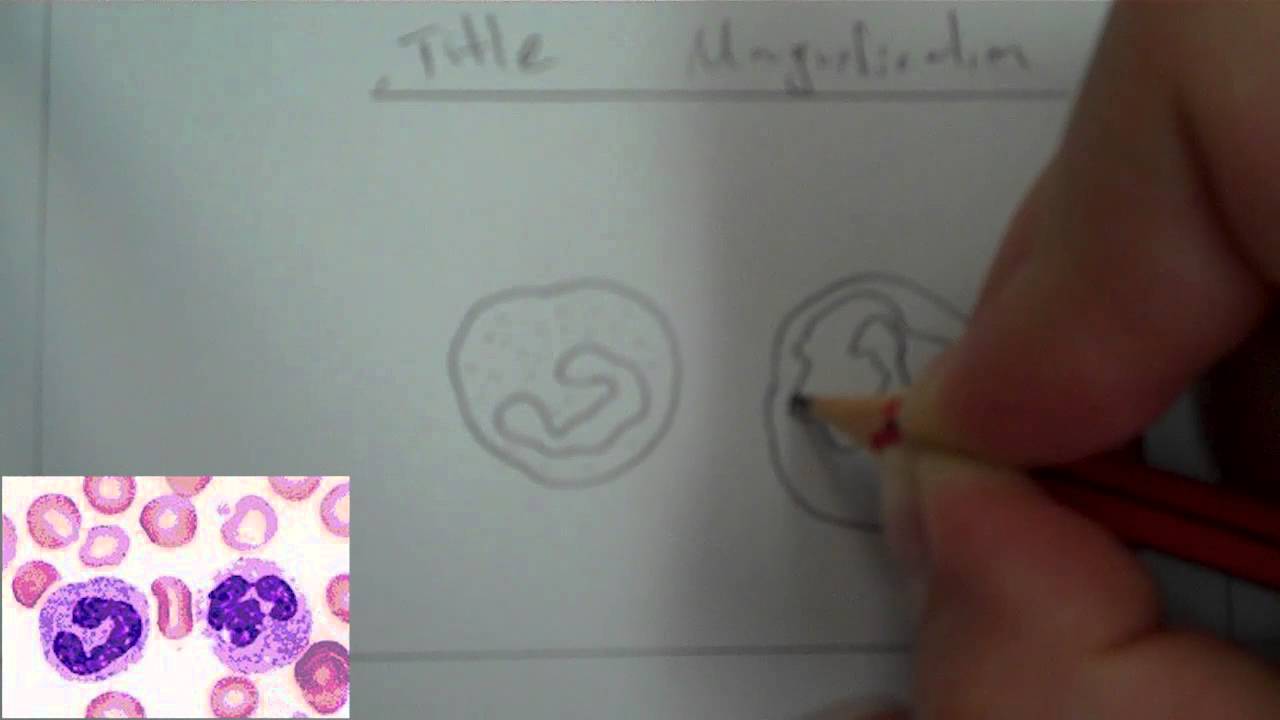 1280x720 cell diagram blood - Blood Cell Drawing