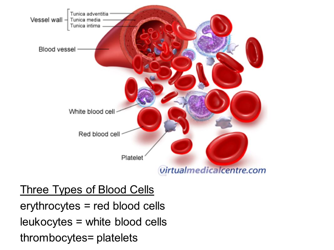 1066x800 ch blood phlebotomist person trained to draw blood - Blood Cell Drawing