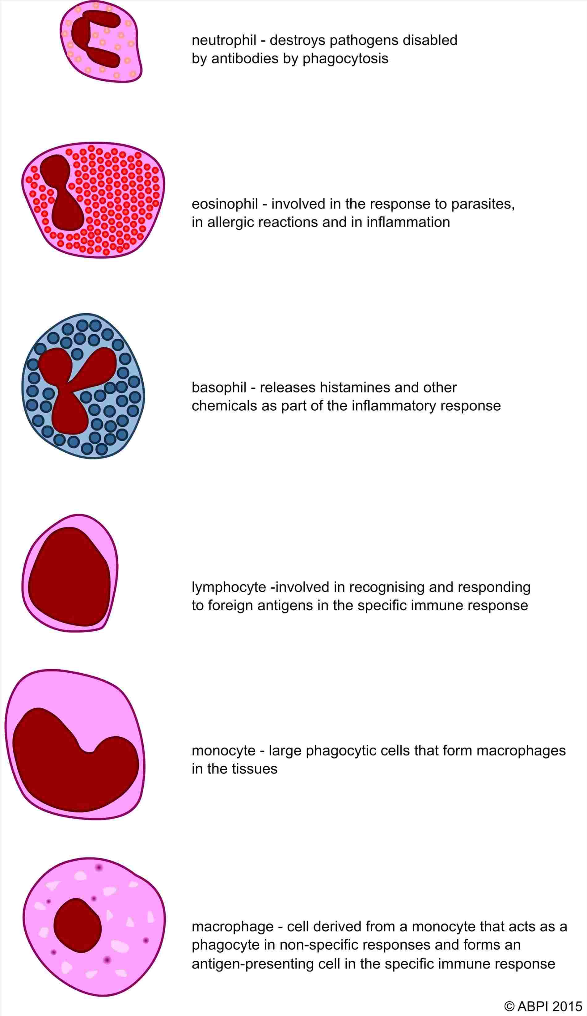 1900x3288 labelled white blood cells diagram class anatomy - Blood Cell Drawing