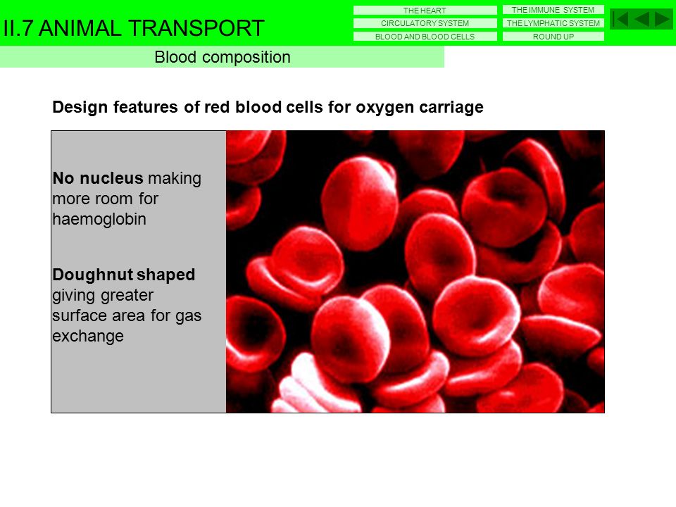 960x720 microscope drawing of blood smear - Blood Cell Drawing