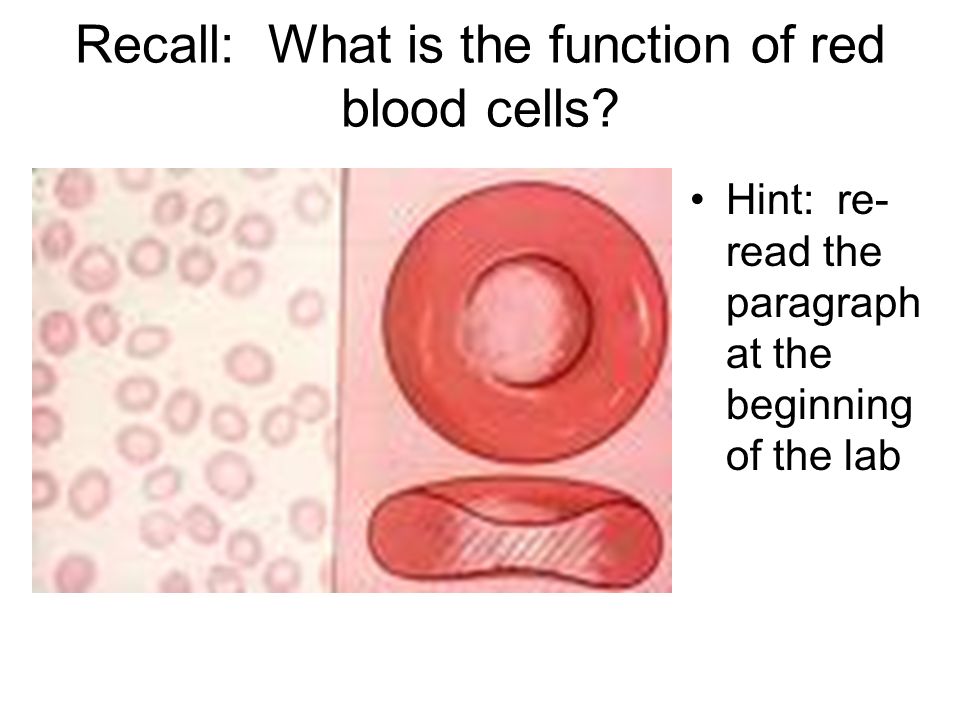 960x720 onion blood cells lab - Blood Cell Drawing