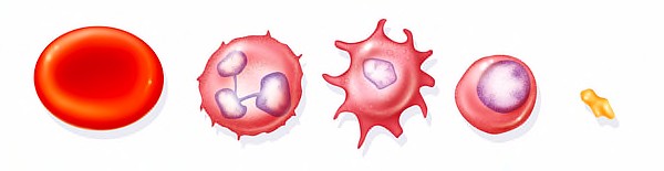600x155 Stock Image, Bsip - Blood Cell Drawing