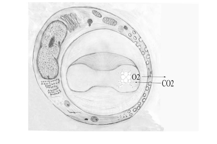 850x563 typical capillary wall a cross sectional drawing of a endothelial - Blood Cell Drawing