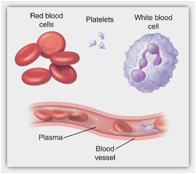 384x341 white blood cell diagram labeled new white blood cell drawing - Blood Cell Drawing