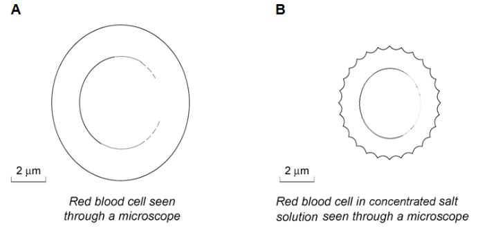 704x340 osmosis red blood cells - Blood Cell Drawing