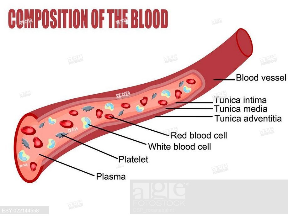 918x699 blood cell drawing composition blood stock photos and images age - Blood Cell Drawing