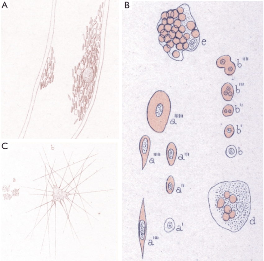 850x839 bizzozero drawings from reference - Blood Drawing Reference