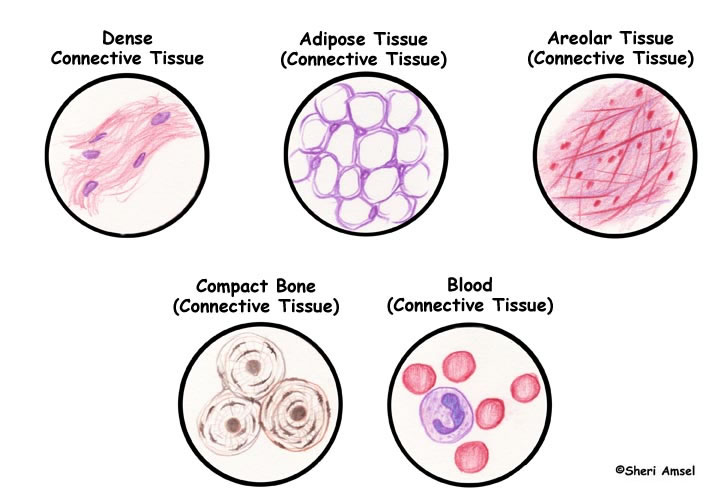 Blood Tissue Drawing at PaintingValley.com | Explore collection of ...