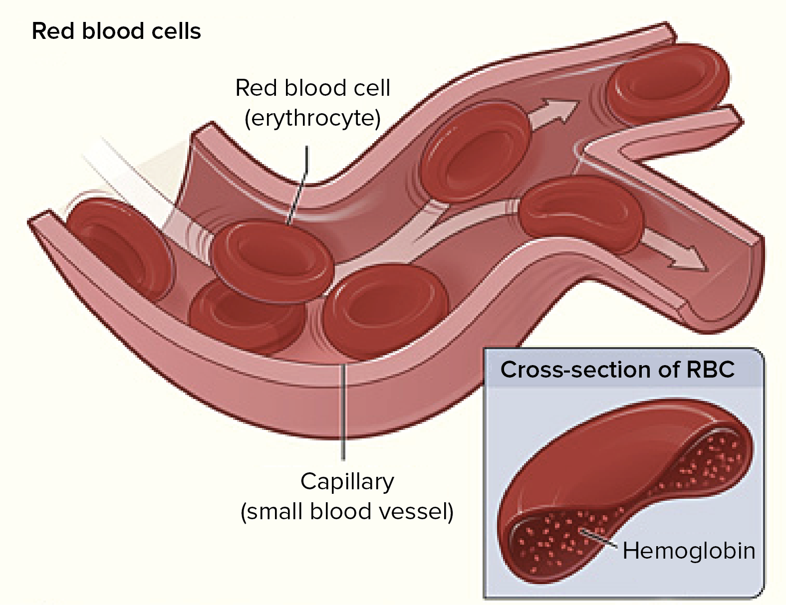 1575x1213 Components Of Blood - Blood Tissue Drawing