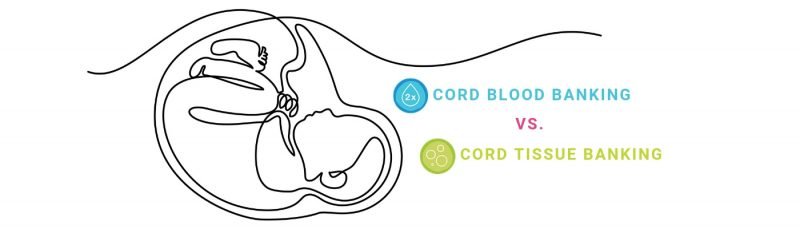 800x229 Cord Blood Banking Vs Cord Tissue Banking - Blood Tissue Drawing