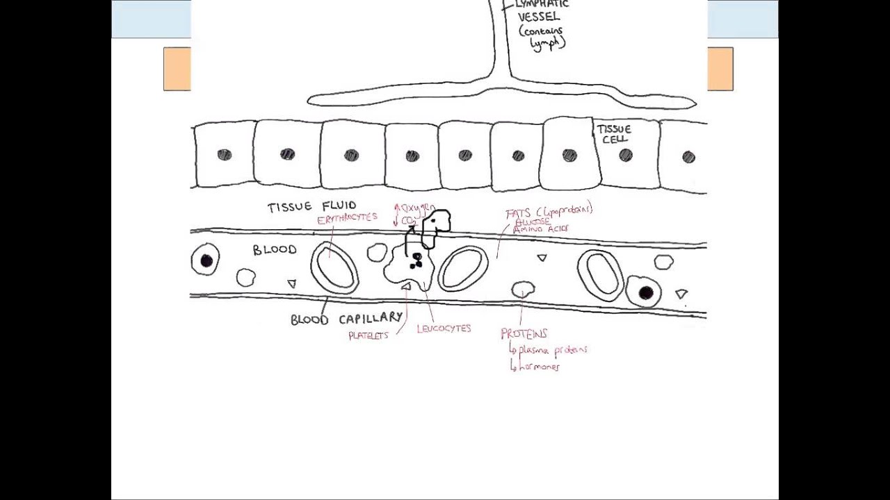 1280x720 Ocr As Biology Hard Concepts - Blood Tissue Drawing
