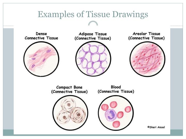 Blood Tissue Drawing at Explore collection of