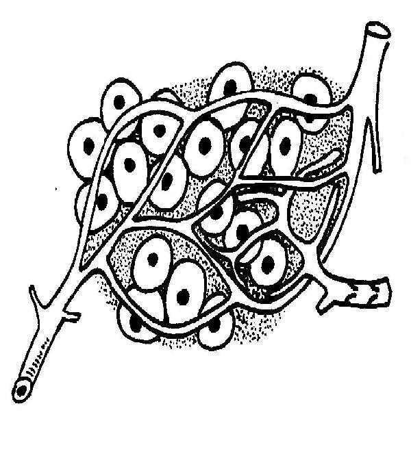 600x669 Lymphatic System Worksheet - Blood Tissue Drawing