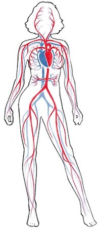 200x456 The Human Circulatory System - Blood Tissue Drawing